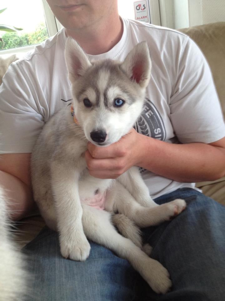 Siberian husky Nizmo - Fars pige. :-) billede 14