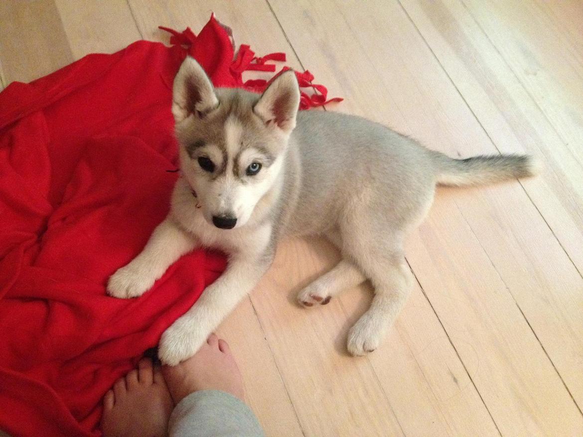 Siberian husky Nizmo - Lige kommet hjem til os <3 billede 13