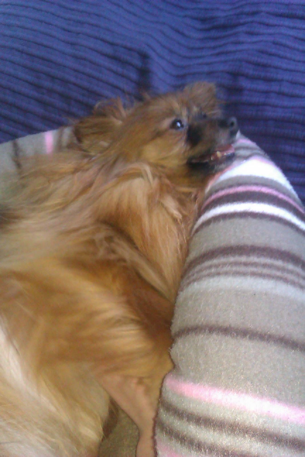 Blanding af racer Emma billede 1