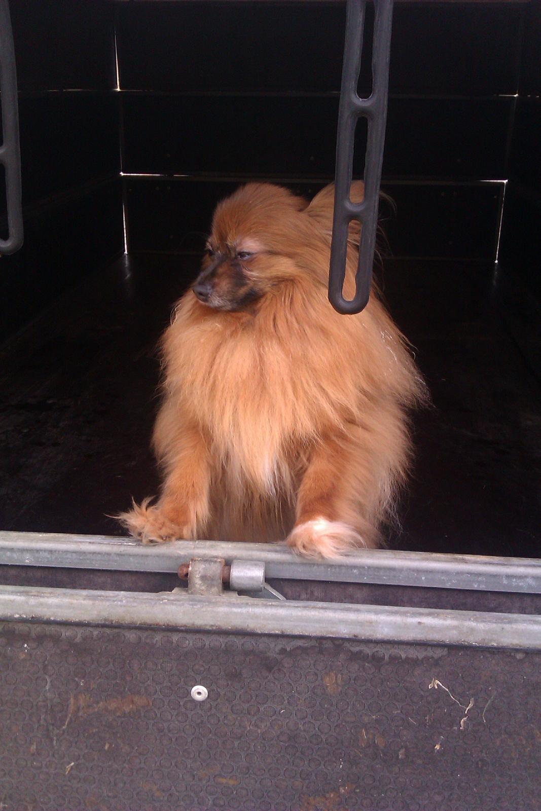 Blanding af racer Emma billede 2