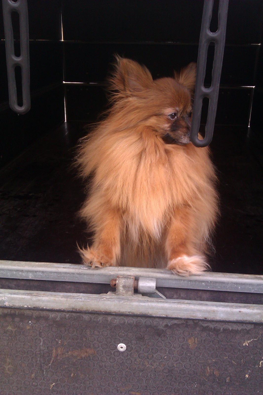 Blanding af racer Emma billede 3