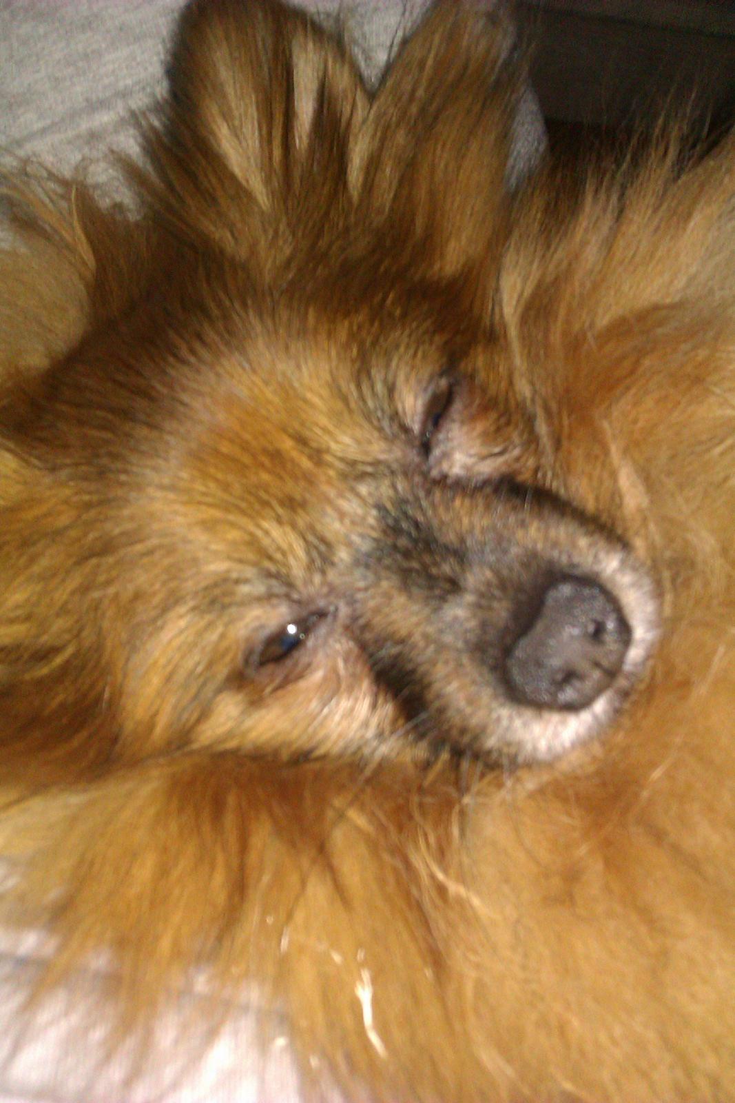 Blanding af racer Emma billede 4