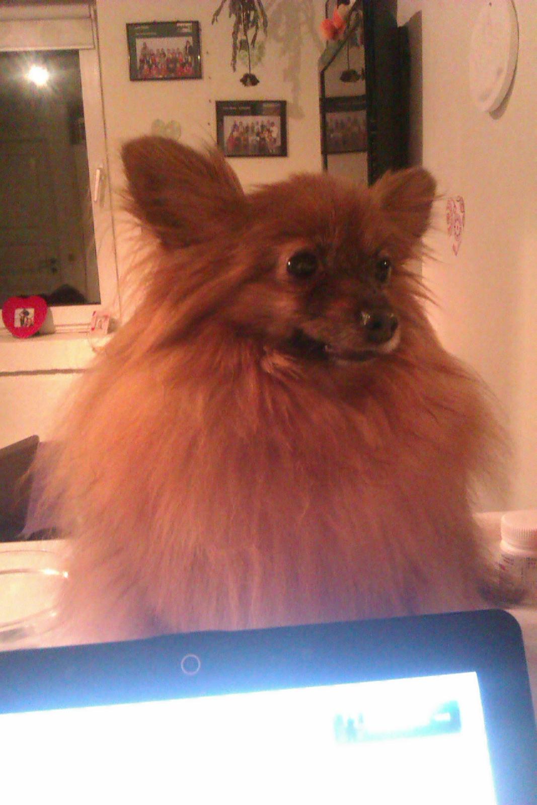 Blanding af racer Emma billede 5