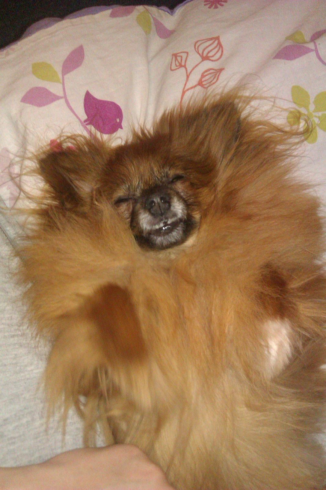 Blanding af racer Emma billede 6