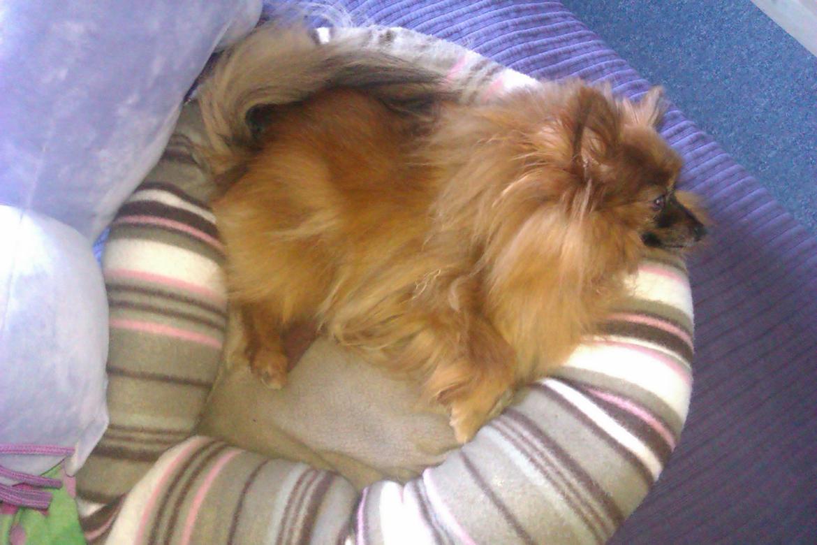 Blanding af racer Emma billede 7