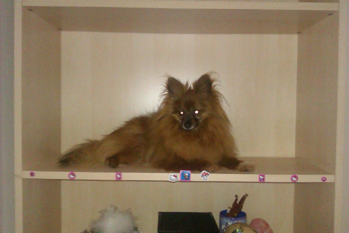 Blanding af racer Emma billede 8