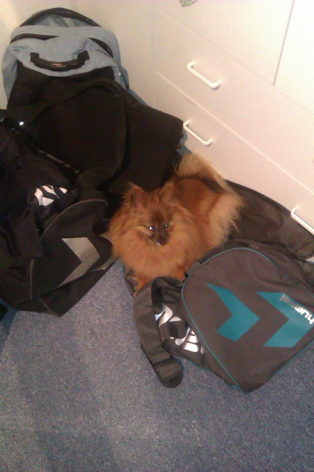 Blanding af racer Emma billede 9