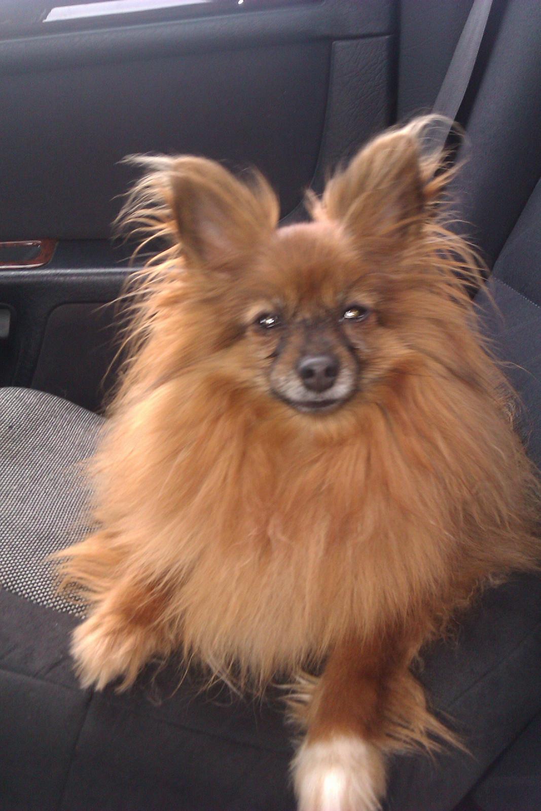 Blanding af racer Emma billede 10