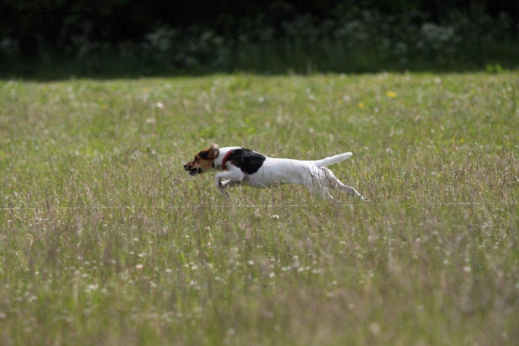 Parson russell terrier DKGCH Duvå Flicka III - Fuld fart over feltet til Lure Coursing i 2012 billede 15