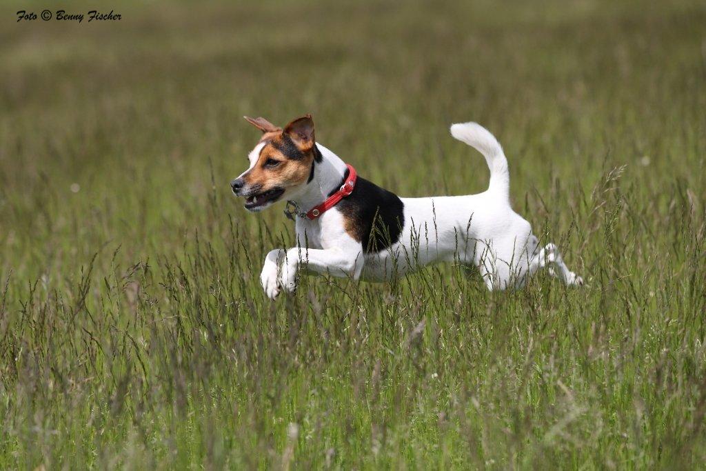 Parson russell terrier DKGCH Duvå Flicka III - En lille springkanin til Lure Coursing i 2012 billede 16