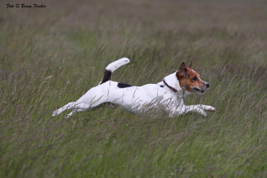 Parson russell terrier Karlsbjerggården Sir Rowe - Fuld fart frem til Lure Coursing i 2012 billede 12