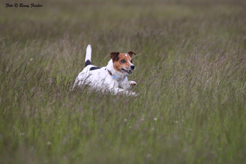 Parson russell terrier Karlsbjerggården Sir Rowe - Græsset var lidt højt, men så hopper man da bare igennem banen til Lure Coursing i 2012 billede 13