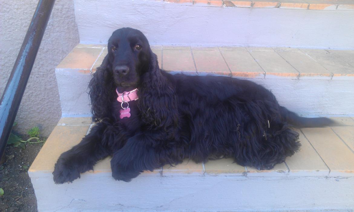 Cocker spaniel Dan-L's King's Last Prom "Snif" - Snif slapper af på trappen:)  billede 11