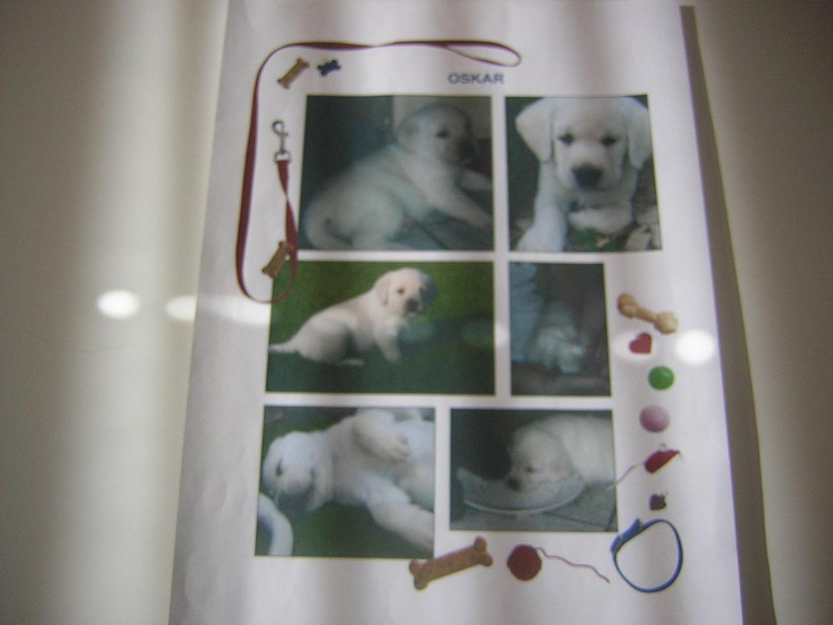 Labrador retriever oskar - Oskar som lille hvalp :D billede 30
