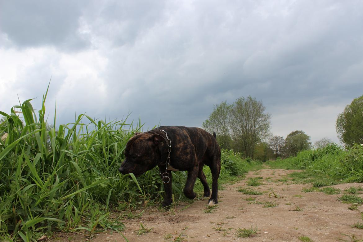 Staffordshire bull terrier Galeo Staff's Dailo Delight "Dino" (plejebarn) billede 2