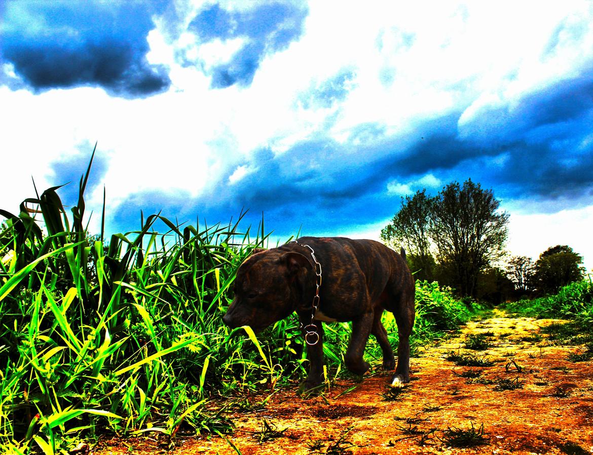 Staffordshire bull terrier Galeo Staff's Dailo Delight "Dino" (plejebarn) - Et redigeret billede. billede 3