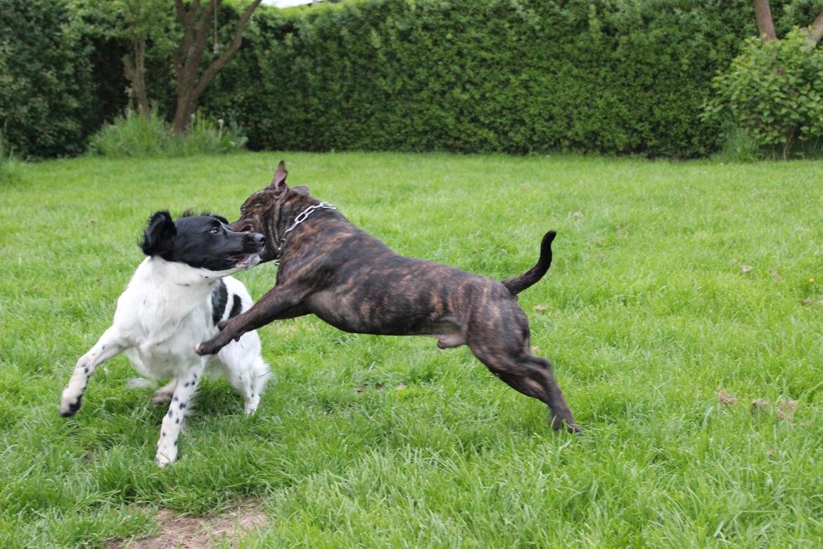 Staffordshire bull terrier Galeo Staff's Dailo Delight "Dino" (plejebarn) - Cazey, Dino's fine legekammerat og en af damerne i hans liv.. :P billede 4