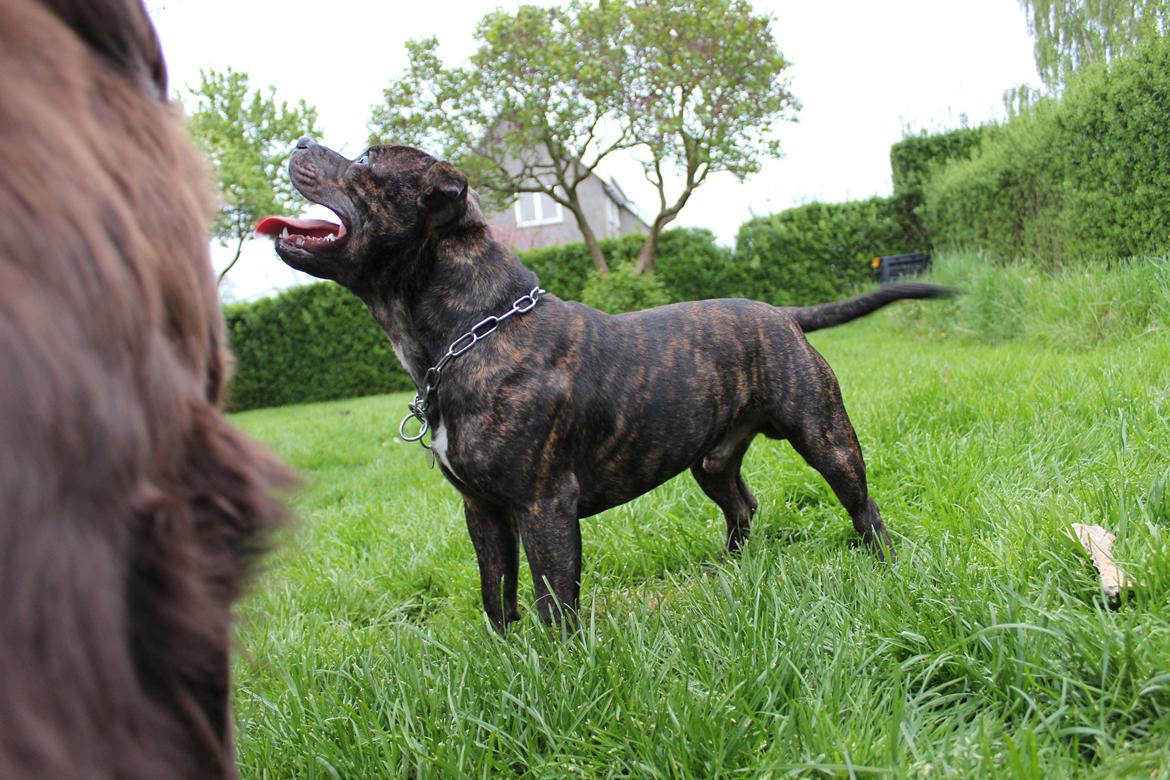 Staffordshire bull terrier Galeo Staff's Dailo Delight "Dino" (plejebarn) billede 5