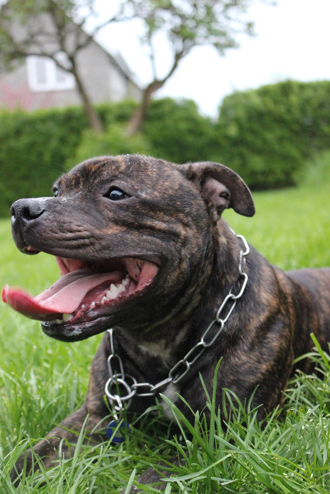 Staffordshire bull terrier Galeo Staff's Dailo Delight "Dino" (plejebarn) billede 6