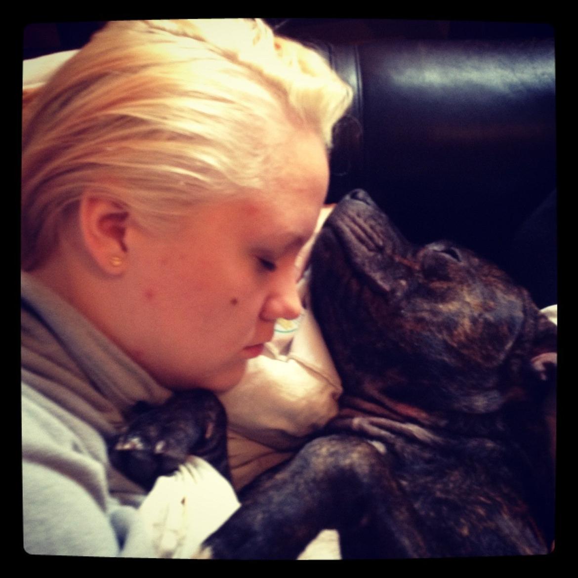 Staffordshire bull terrier Galeo Staff's Dailo Delight "Dino" (plejebarn) - zzz billede 10