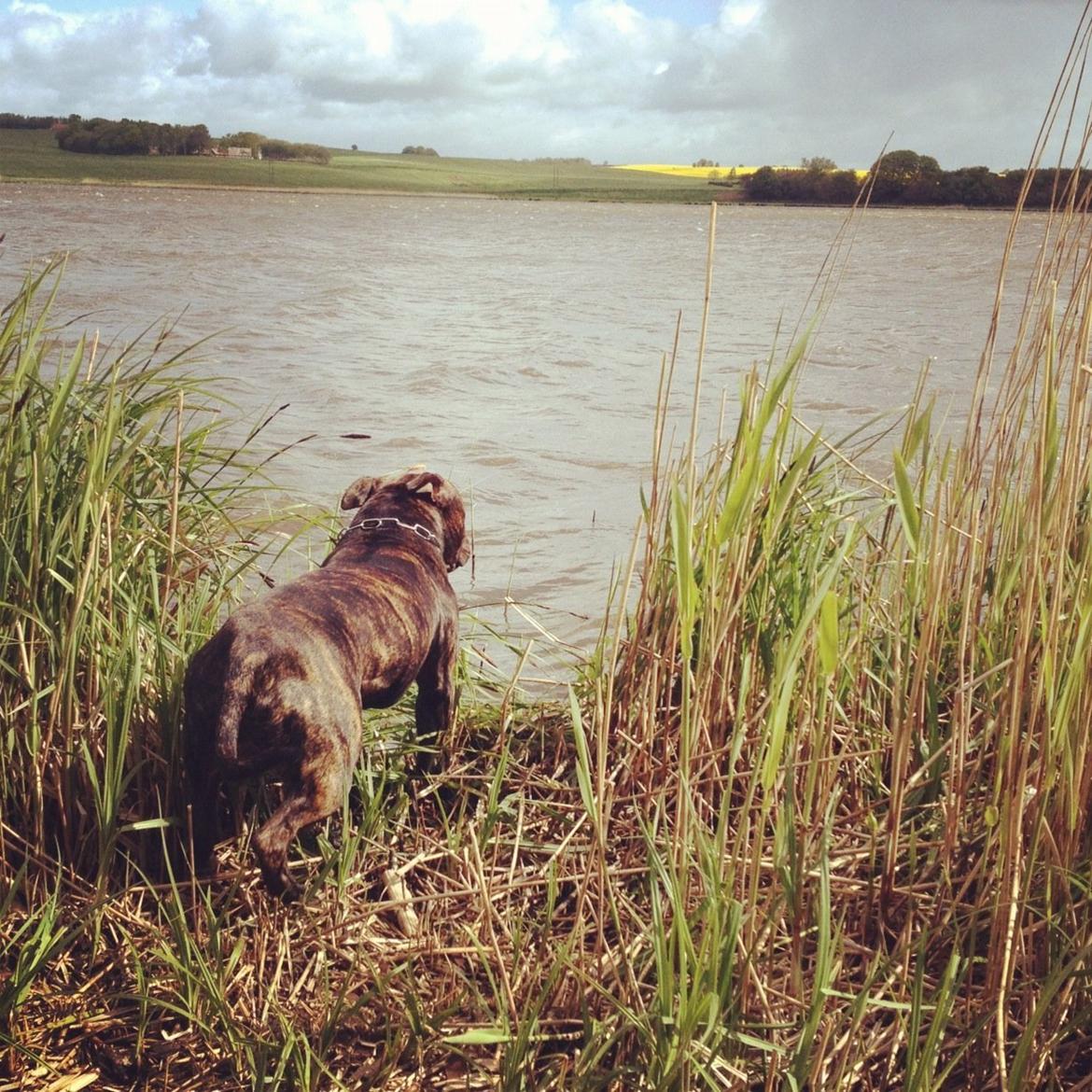 Staffordshire bull terrier Galeo Staff's Dailo Delight "Dino" (plejebarn) - Han vil ikke i vandet uden andre hunde, da det jo er stort og farligt!! billede 7