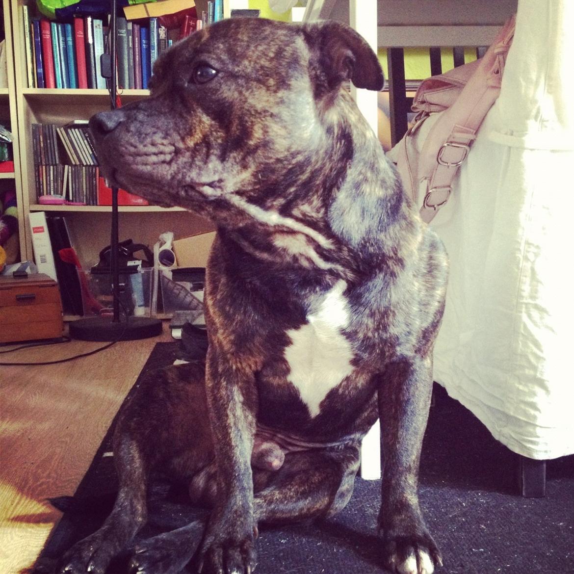 Staffordshire bull terrier Galeo Staff's Dailo Delight "Dino" (plejebarn) - Elsker dette billed.. billede 8