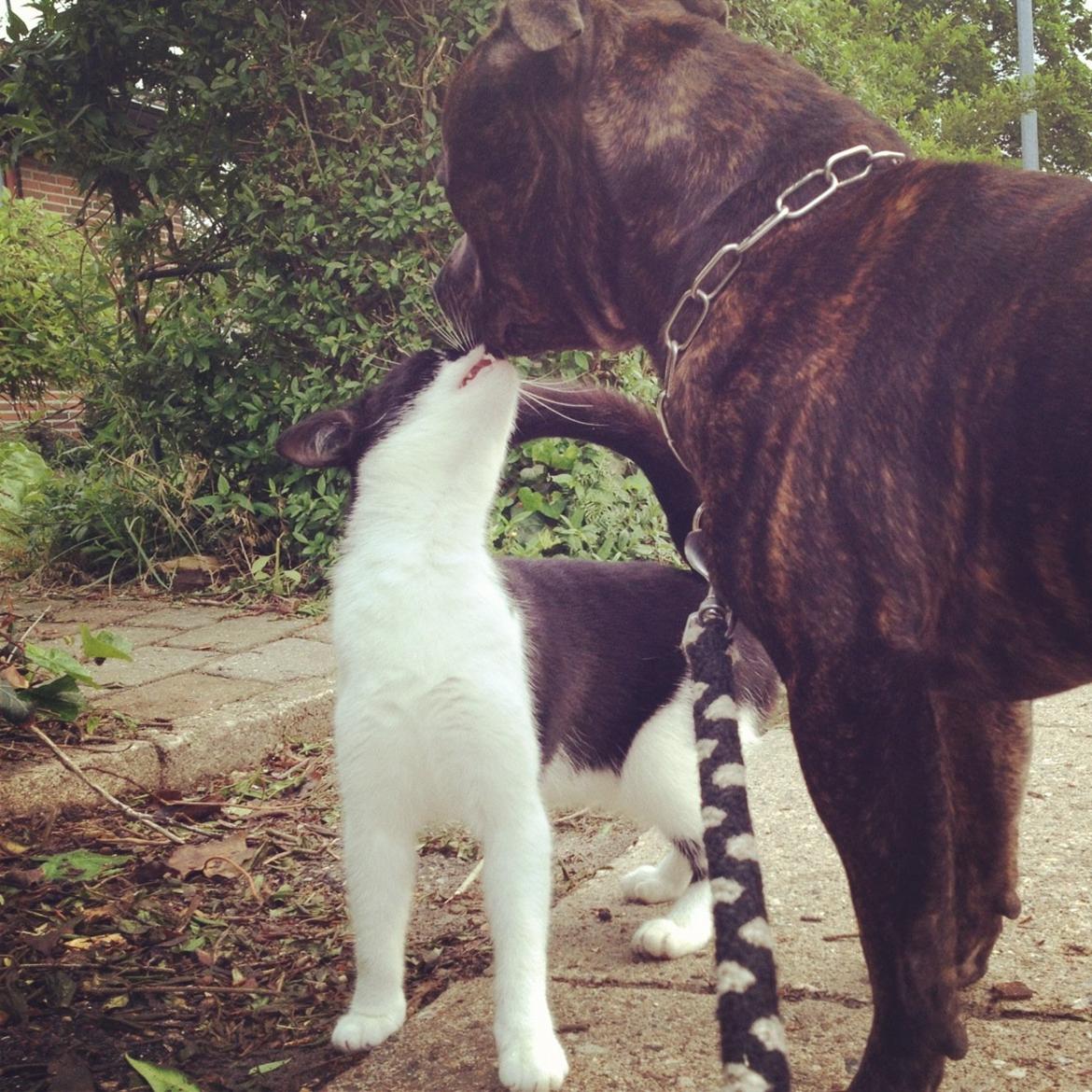 Staffordshire bull terrier Galeo Staff's Dailo Delight "Dino" (plejebarn) - PIGEN i Dino's liv.. :D billede 9