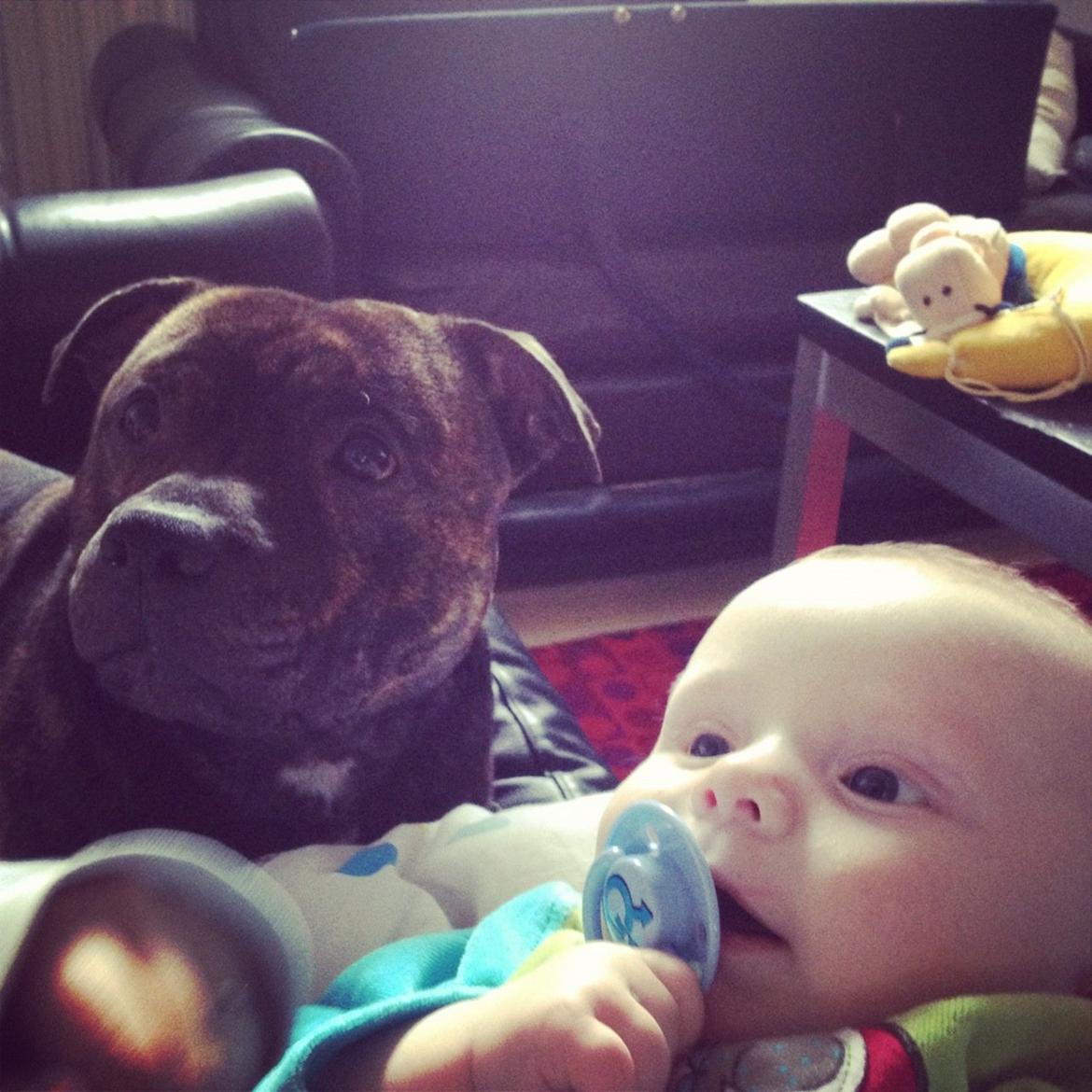 Staffordshire bull terrier Galeo Staff's Dailo Delight "Dino" (plejebarn) - Vores Gudsøn sammen med Dino billede 11