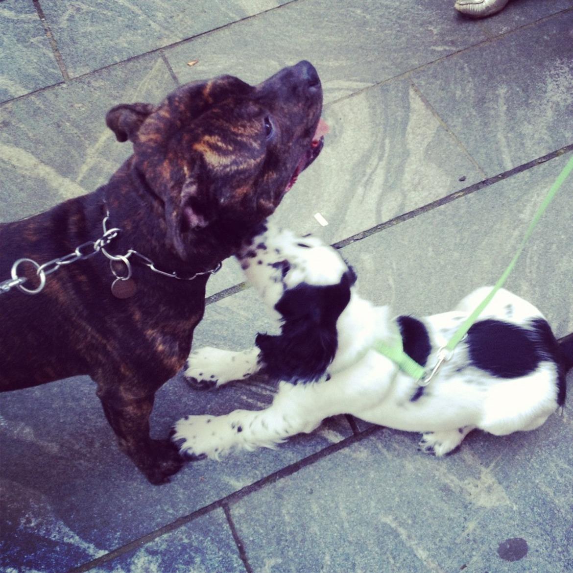 Staffordshire bull terrier Galeo Staff's Dailo Delight "Dino" (plejebarn) - Ny ven... billede 12