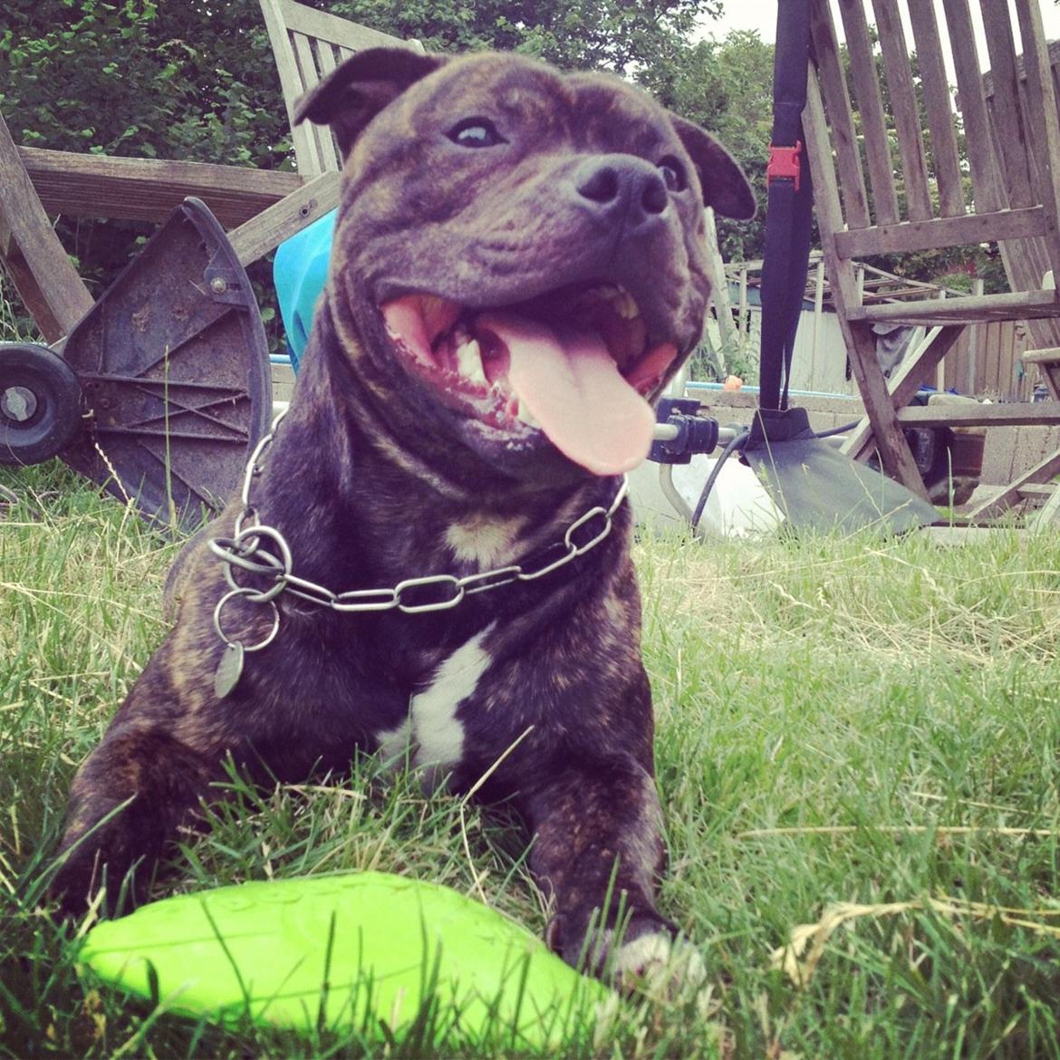 Staffordshire bull terrier Galeo Staff's Dailo Delight "Dino" (plejebarn) billede 13