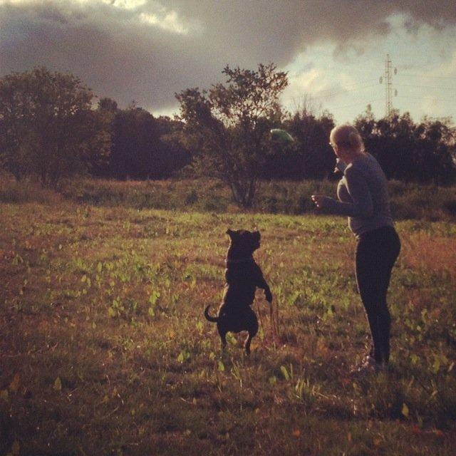 Staffordshire bull terrier Galeo Staff's Dailo Delight "Dino" (plejebarn) - Gi mig, Gi mig..  billede 14