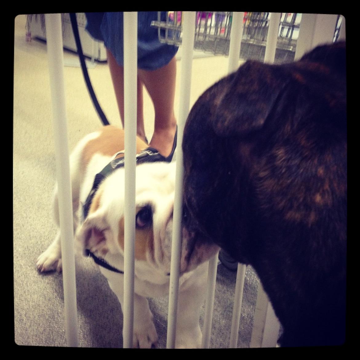 Staffordshire bull terrier Galeo Staff's Dailo Delight "Dino" (plejebarn) - Dejligt at være med på job og møde nye hunde.. Her min venindes Eng. Bull Bosse. billede 15