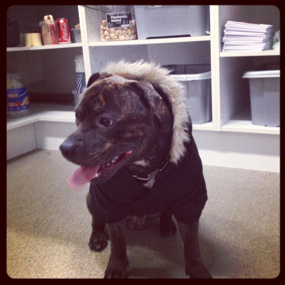 Staffordshire bull terrier Galeo Staff's Dailo Delight "Dino" (plejebarn) - Og Julie syntes at Dino skulle klædes ud :D billede 16