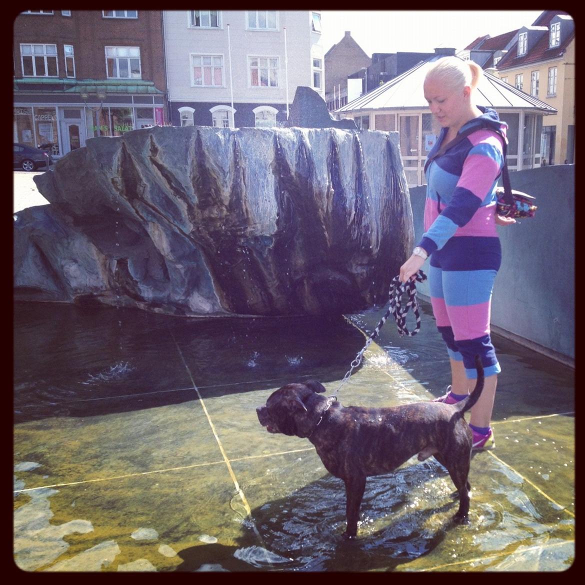 Staffordshire bull terrier Galeo Staff's Dailo Delight "Dino" (plejebarn) - Nedkøling i centrum. billede 17