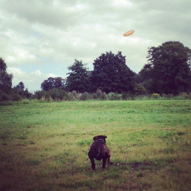 Staffordshire bull terrier Galeo Staff's Dailo Delight "Dino" (plejebarn) - Jeg henter den.. billede 18