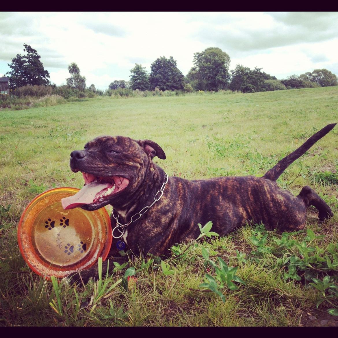 Staffordshire bull terrier Galeo Staff's Dailo Delight "Dino" (plejebarn) - Og nu beholder jeg den.. billede 19