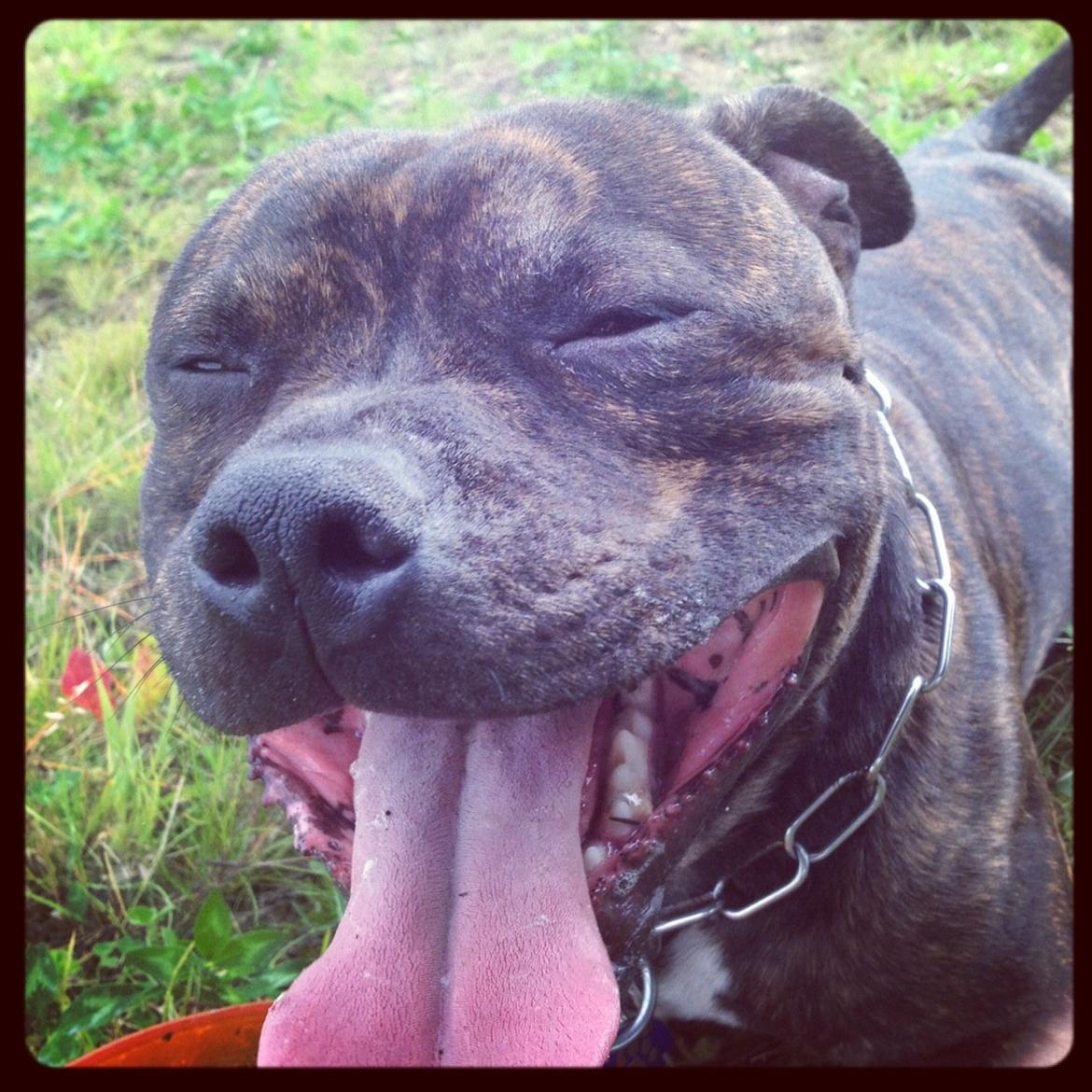 Staffordshire bull terrier Galeo Staff's Dailo Delight "Dino" (plejebarn) - Sådan ser jeg ud efter en omgang frisbee.. billede 20