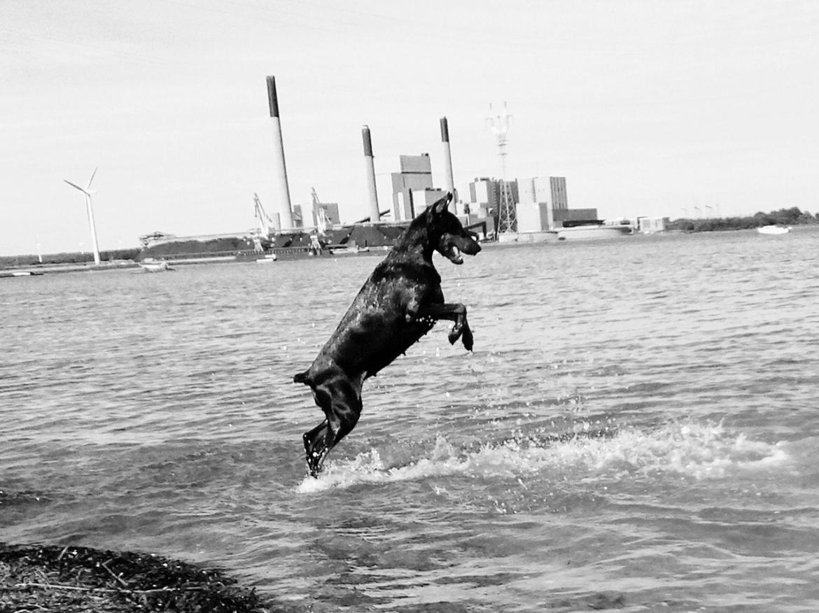 Dobermann Aishia billede 6