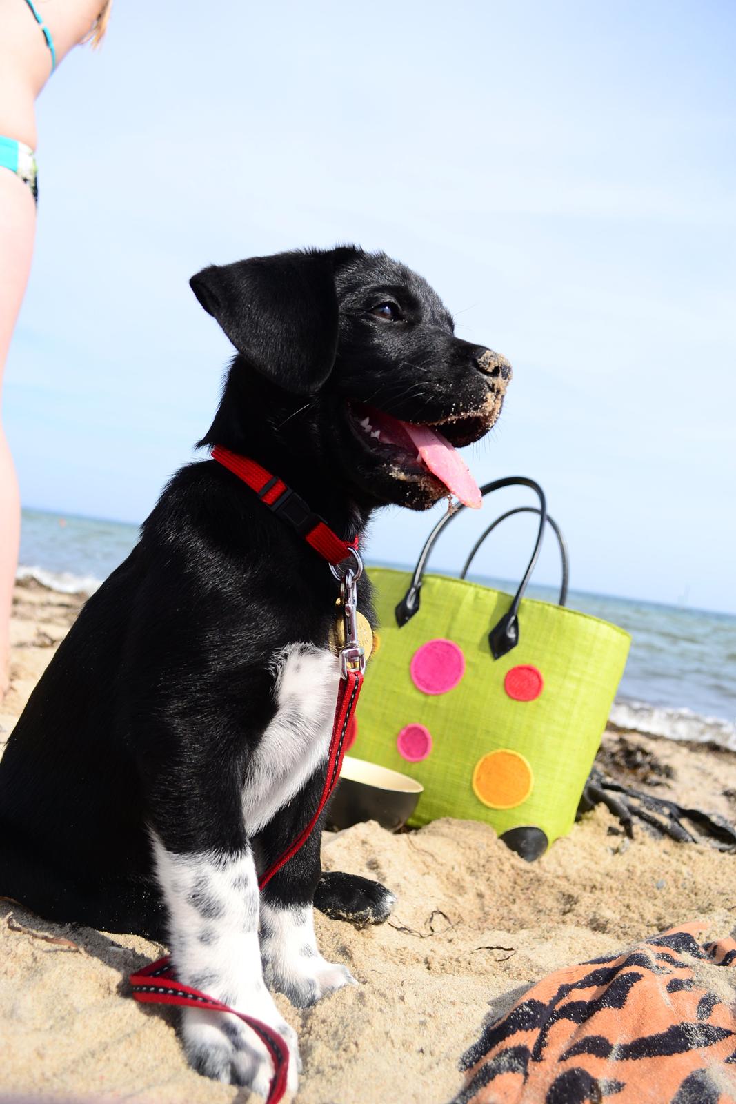 Blanding af racer Djudju billede 16