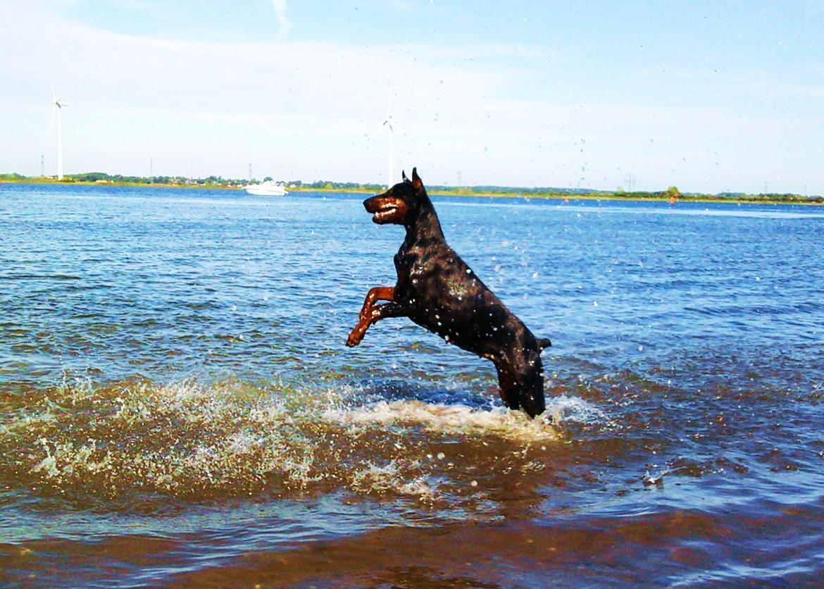 Dobermann Aishia billede 3