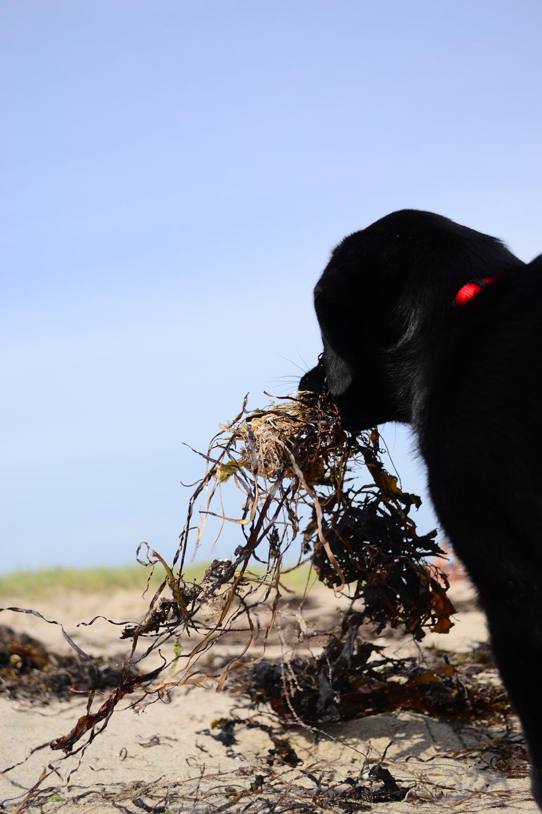 Blanding af racer Djudju billede 17