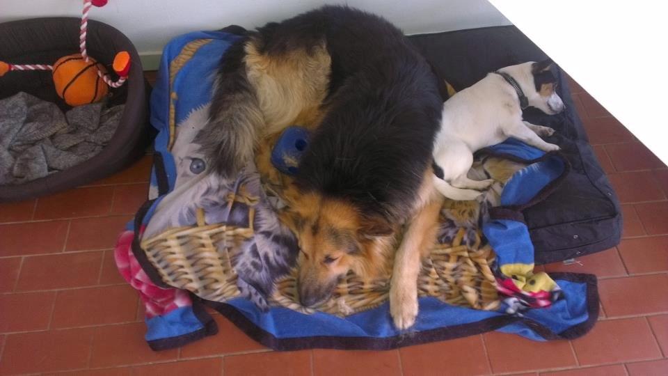 Schæferhund Rico - Det sidste billed af dig.. R.I.P sov godt min skat billede 20