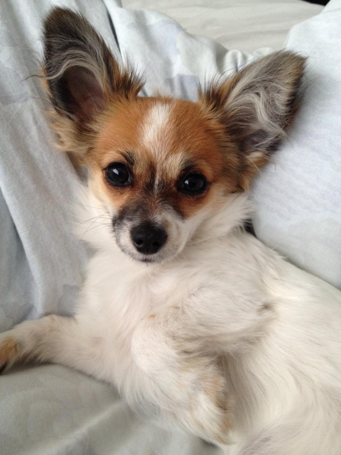 Blanding af racer Bellis billede 3