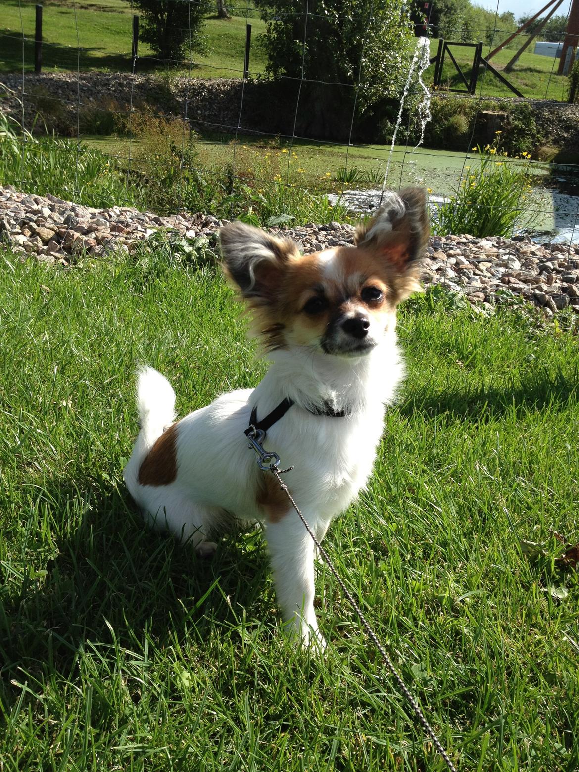 Blanding af racer Bellis billede 5