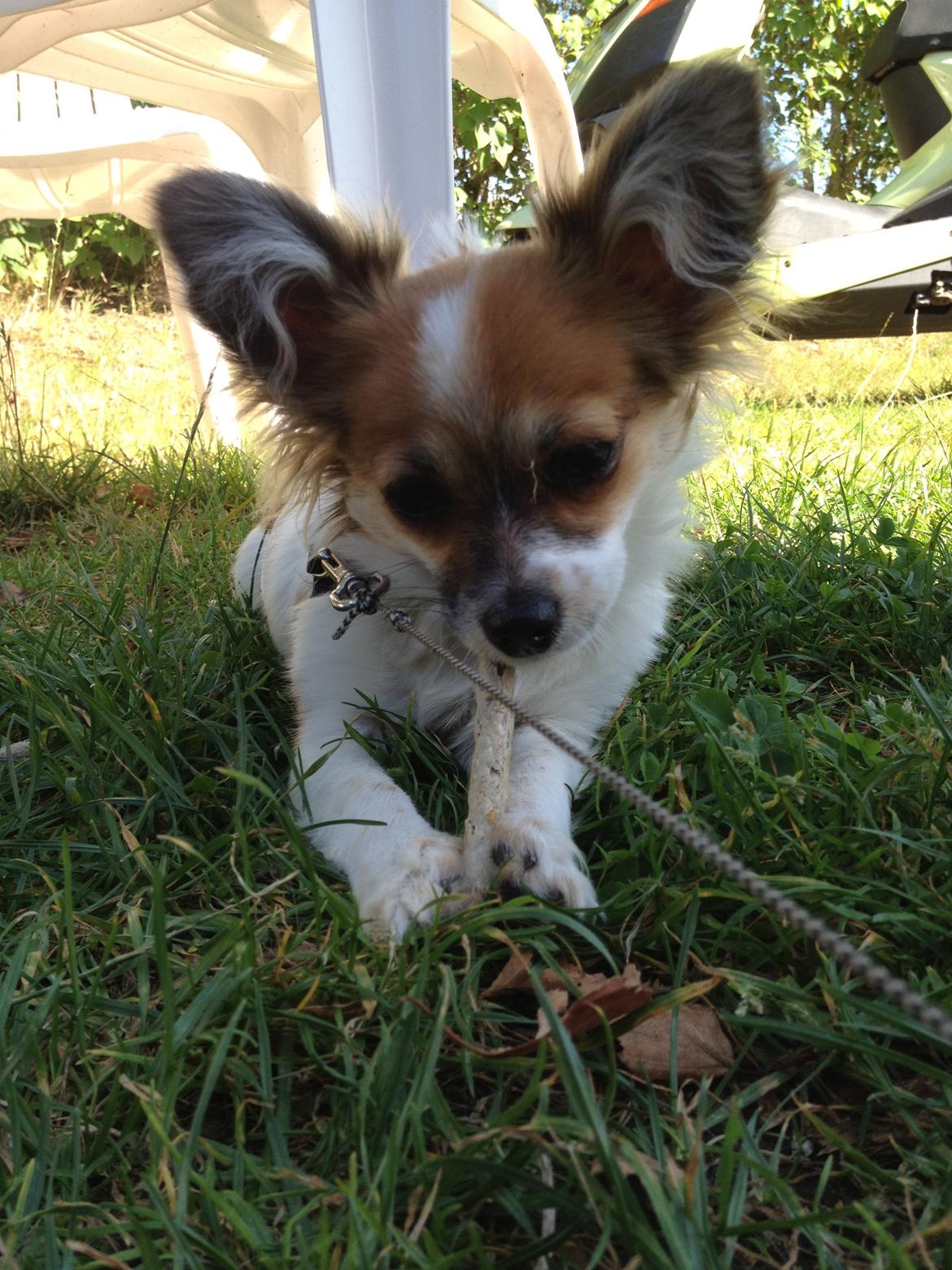 Blanding af racer Bellis billede 6