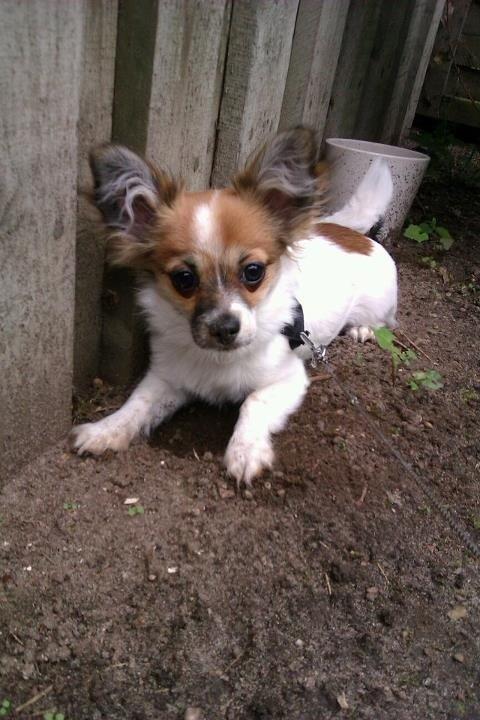 Blanding af racer Bellis billede 7