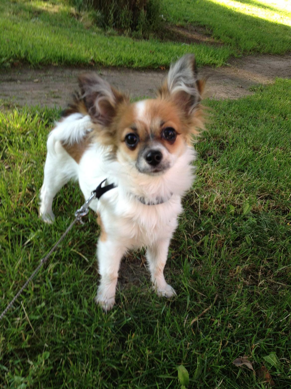 Blanding af racer Bellis billede 8