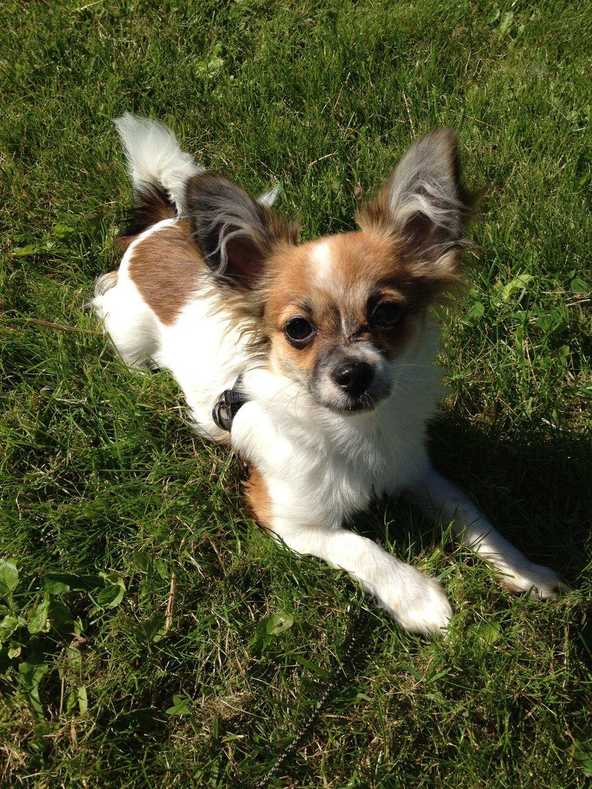 Blanding af racer Bellis billede 10