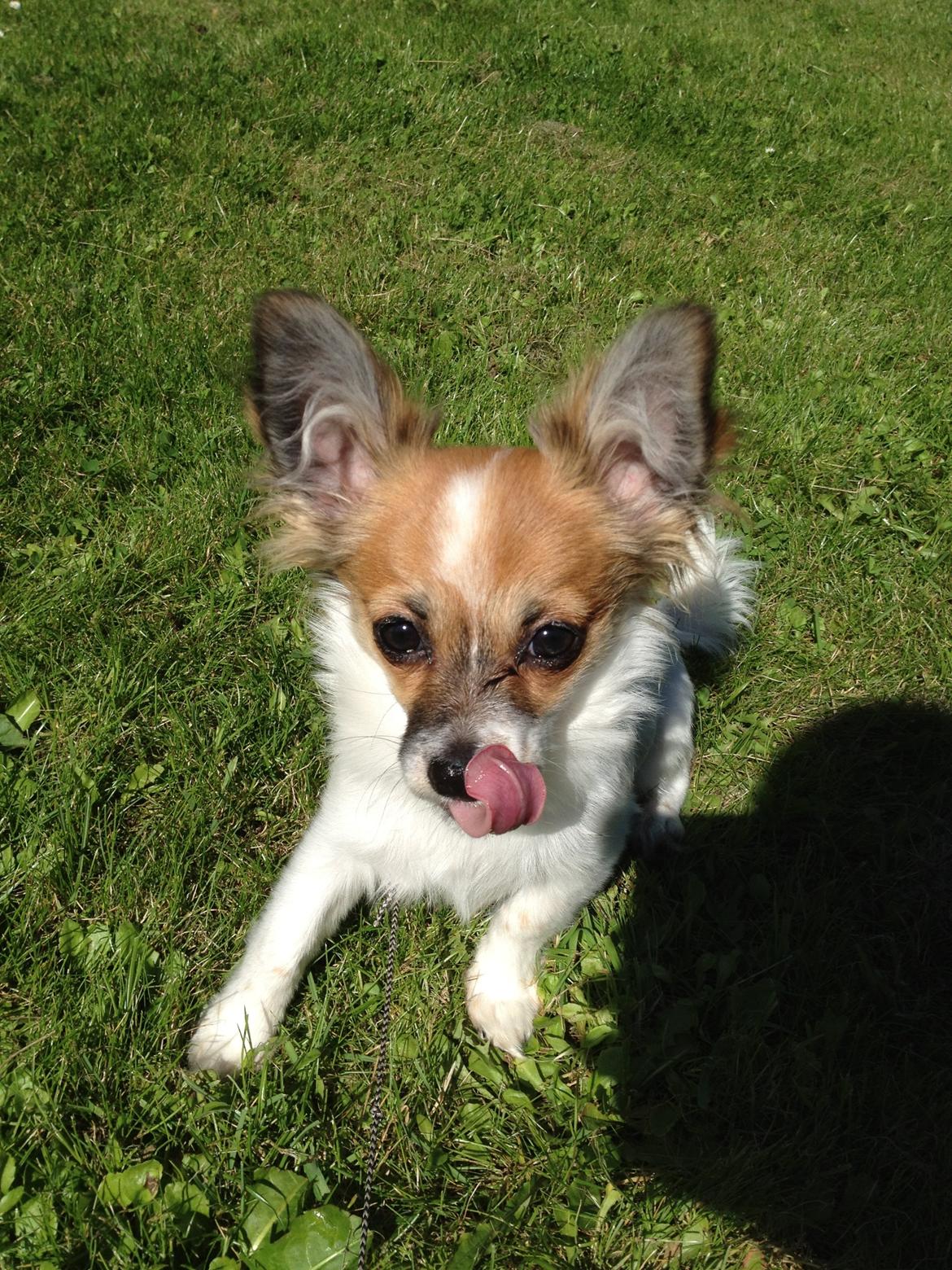 Blanding af racer Bellis billede 11