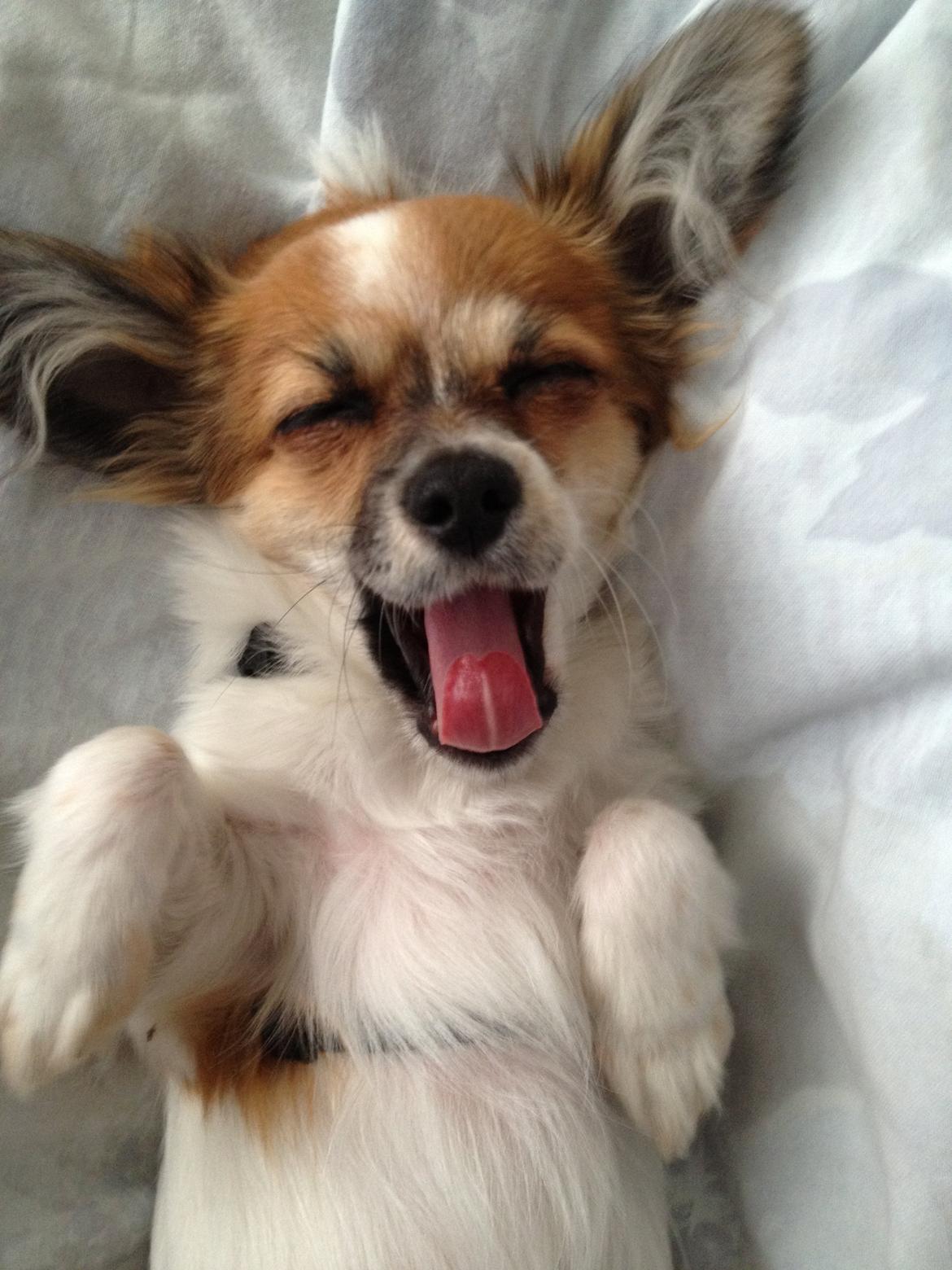 Blanding af racer Bellis billede 16